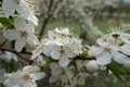 Close shot of white flowers of plum in April Royalty Free Stock Photo