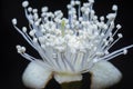 Close shot of the white guava flower