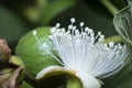 Close shot of the white guava flower