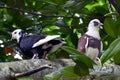 Close shot of white headed pigeons sitting on the tree branch with green leaves Royalty Free Stock Photo