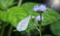 Close shot of white lycaenidae butterfly