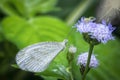 Close shot of white lycaenidae butterfly