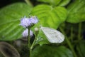 Close shot of white lycaenidae butterfly