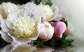 Close shot of white peony flowers and buds on the water.