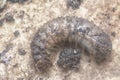 Close shot of the white soil beetle larvae Royalty Free Stock Photo