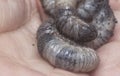 Close shot of the white soil beetle larvae Royalty Free Stock Photo