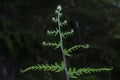 Close shot of the wild athyrium filix-femina or Squirrel`s foot fern.