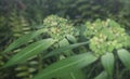 Close shot of the wild euphorbia heterophylla weed