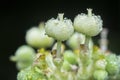 Wild euphorbia heterophylla weed after rain