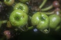 Close shot of the wild ficus fistulosa fruit