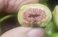 Close shot of the wild ficus fistulosa fruit