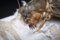 Close shot of the wild mole cricket.