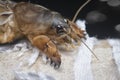 Close shot of the wild mole cricket.