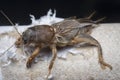 Close shot of the wild mole cricket.