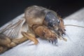 Close shot of the wild mole cricket.