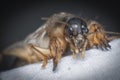 Close shot of the wild mole cricket.