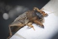 Close shot of the wild mole cricket.