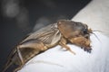 Close shot of the wild mole cricket.