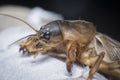 Close shot of the wild mole cricket.