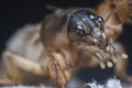 Close shot of the wild mole cricket.