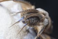 Close shot of the wild mole cricket.