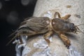 Close shot of the wild mole cricket. Royalty Free Stock Photo