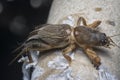 Close shot of the wild mole cricket.