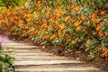 Close shot of wooden and concrete walkway in Impatiens garden