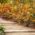 Close shot of wooden and concrete walkway in Impatiens garden Royalty Free Stock Photo