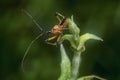 Close shot of yellow assassin bug. Royalty Free Stock Photo