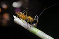 Close shot of yellow assassin bug. Royalty Free Stock Photo