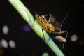 Close shot of yellow assassin bug. Royalty Free Stock Photo