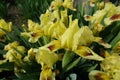 Close shot of yellow and brown flowers of bearded iris