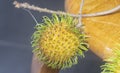 Close shot of the yellow nephelium lappaceum fruits. Royalty Free Stock Photo