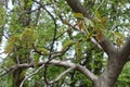 Close shot of young leaves and catkins of walnut Royalty Free Stock Photo