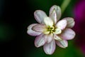 Close shot of zinnea flower Royalty Free Stock Photo