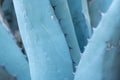 Close Side View of Agave Leaves Royalty Free Stock Photo