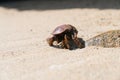 Brownish-Red Crab, close with rock and sand Royalty Free Stock Photo