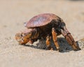 Brownish-Red Crab, side close view Royalty Free Stock Photo