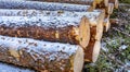 Close side view of commercial timber, pine tree logs after clear cut of forest in Northern Sweden. Little snow cover trees, cloudy Royalty Free Stock Photo