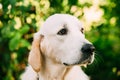 Close Side View Head Muzzle Portrait Of Yellow Golden Labrador Retriever Dog Royalty Free Stock Photo