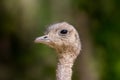 Close side view ostrich struthio camelus head in sunlight