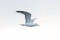 side view of yellow-legged gull (larus michahellis) in flight Royalty Free Stock Photo