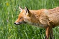 Side view red fox vulpes walking through green grass Royalty Free Stock Photo