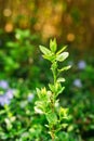 Close Single Small Green Vernal Sprig Of Future Fruit Tree Growing