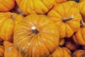 Close small pumpkins in bulk