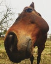 Close Sniffing Horse Royalty Free Stock Photo
