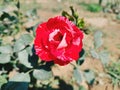 Close spectacular red and white coloured rose with leaves