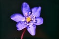 Close spring flower liverwort