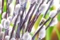 Close spring willow flower on green leafs background.